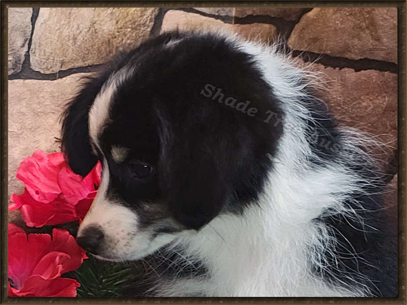 STA Shez Leaving On A Jet Plane , a Minatare Aussie and Miniature American Shepherd.