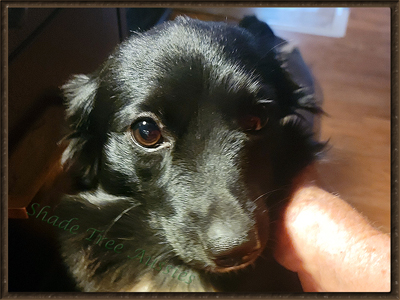 Elmo's Dark Angel @ Shade Tree Aussies is a black Bi Toy Australian Shepherd.