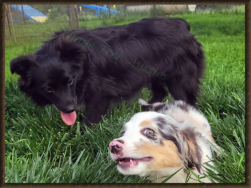 Angel playing with puppies in the front yard at 7 months old. 