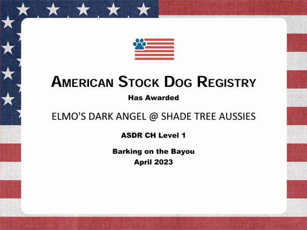 Elmo's Dark Angel @ Shade Tree Aussies ASDR Championships Title 