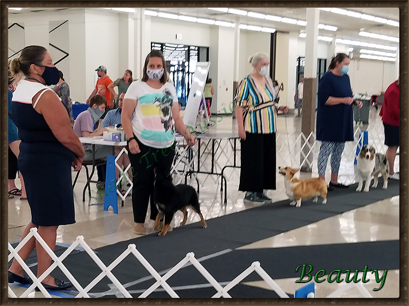 Beauty winning the best of group line up at a UKC show in Grove Oklahoma.