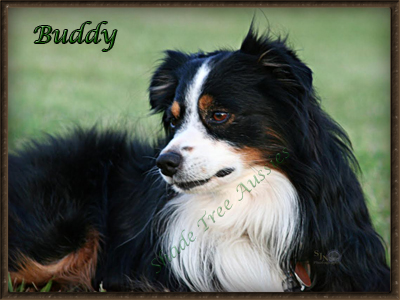 Heza Black Tri Affair is a black Tri Toy Australian Shepherd known as "Buddy".