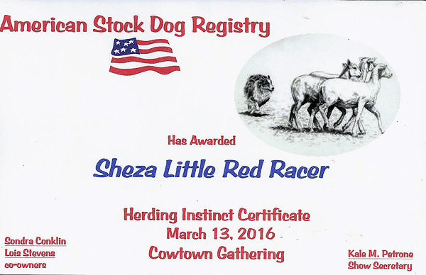 Cindy's ASDR Herding Instinct Certificate. Cindy's ASDR Herding Instinct Certificate.