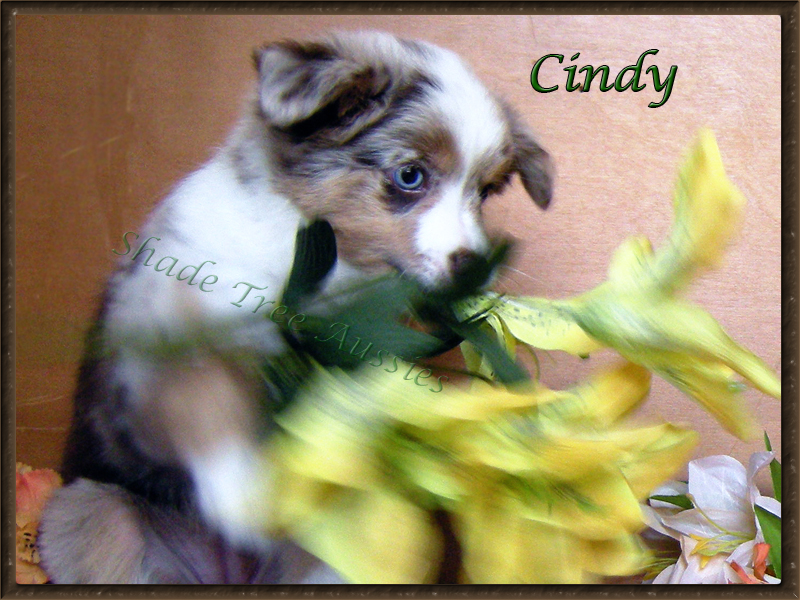 Cindy never made taking puppy pictures easy. Cindy never made taking puppy pictures easy.