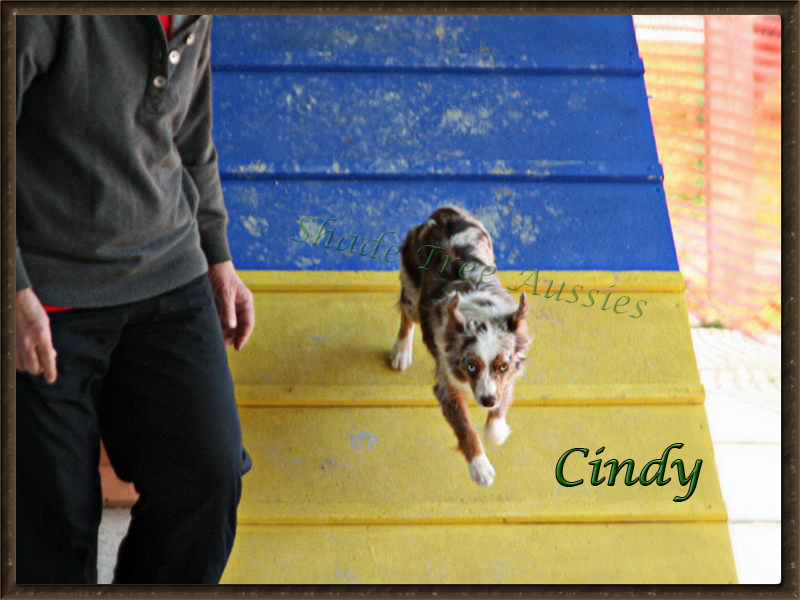 Cindy using her running contacts at an agility trial. 