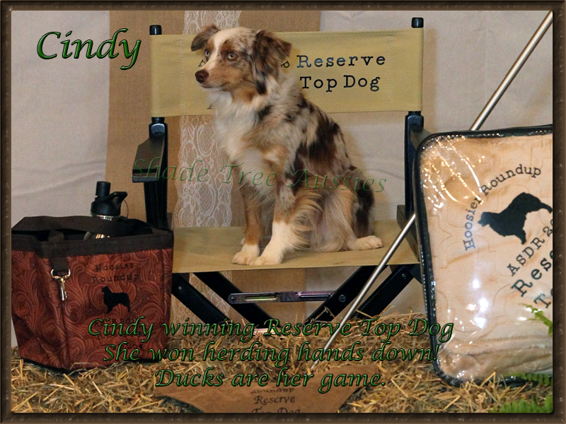 Cindy with her winnings as Reserve Top Dog in Indiana. Cindy with her winnings as Reserve Top Dog in Indiana.
