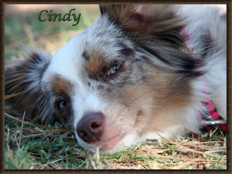 Cindy resting between runs at a Teacup Dog Agility Trial in Norman Oklahoma. Cindy resting between runs at a Teacup Dog Agility Trial in Norman Oklahoma.