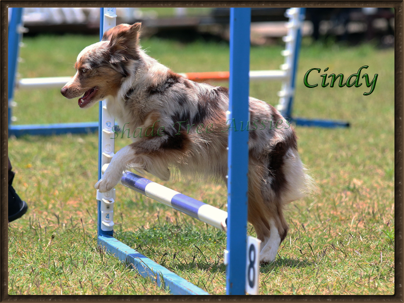 Cindy showing off at a Show N Go in Edmond Oklahoma Cindy showing off at a Show N Go in Edmond Oklahoma