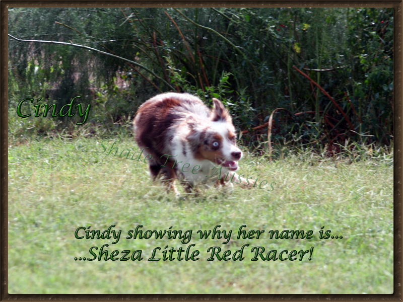Cindy enjoying a nice cool summer morning showing off her speed skills to her buddies in a game of "You can't catch me." Cindy enjoying a nice cool summer morning showing off her speed skills to her buddies in a game of "You can't catch me."