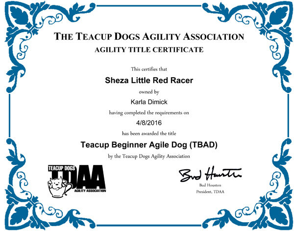 Sheza Little Red Racer Teacup Dog Agility Title