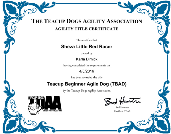 Sheza Little Red Racer Teacup Dog Agility Title Sheza Little Red Racer Teacup Dog Agility Title