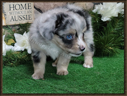 Cardio is a female blue merle large Toy to small Mini Australian Shepherd puppy for sale in Central Oklahoma. 