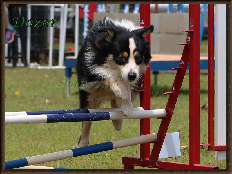 Dozer is a versatile dog doing all performance events we asked him to do.