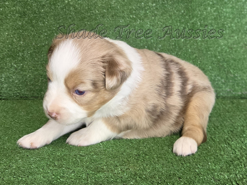 Beautiful red merle female Mini to Toy Aussie puppy for sale.