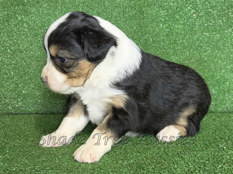 Black tri female Toy to Mini Aussie puppy for sale.