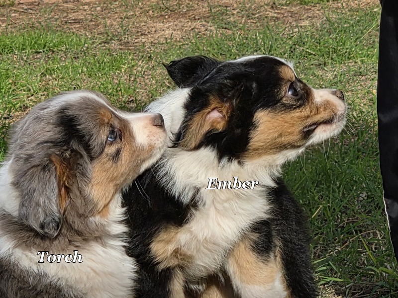 Puppies trying to catch the tug.