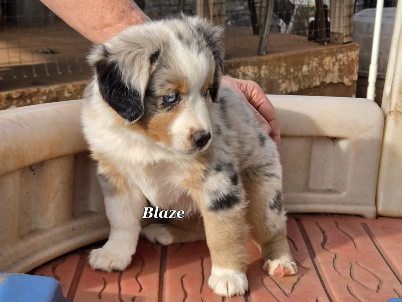 8 week old blue merle female Toy to Mini Aussie female puppy for sale in Oklahoma.