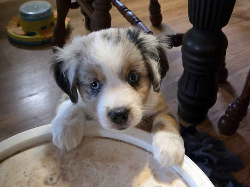 Blue merle female Toy to Mini Aussie female puppy.