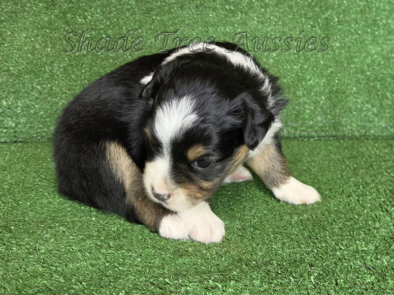 Toy Aussie black tri female puppy for sale.