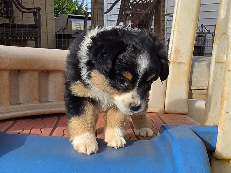 Toy Australian Shepherd black tri female puppy. 