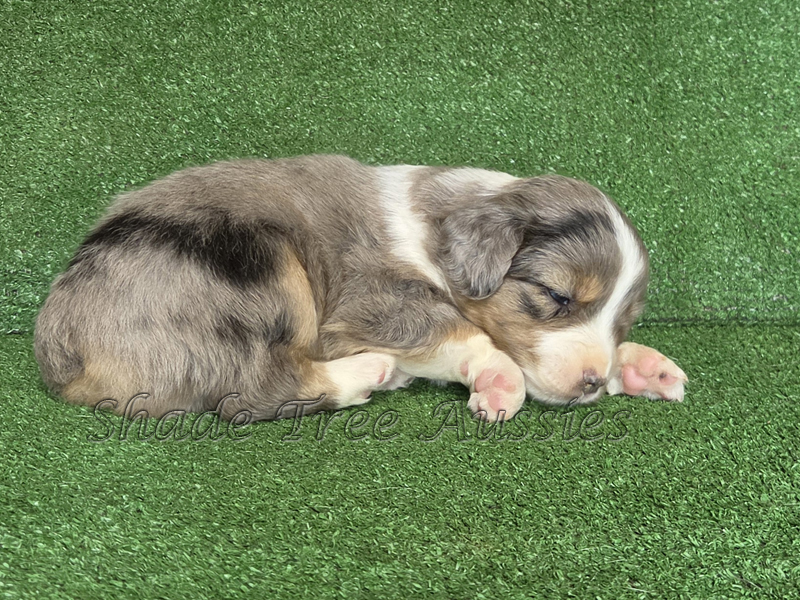 Blue merle male large Toy or small mini Aussie puppy for sale.