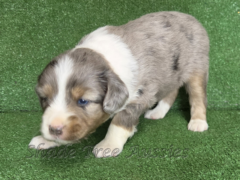 Blue merle male large Toy or small mini Aussie puppy for sale.