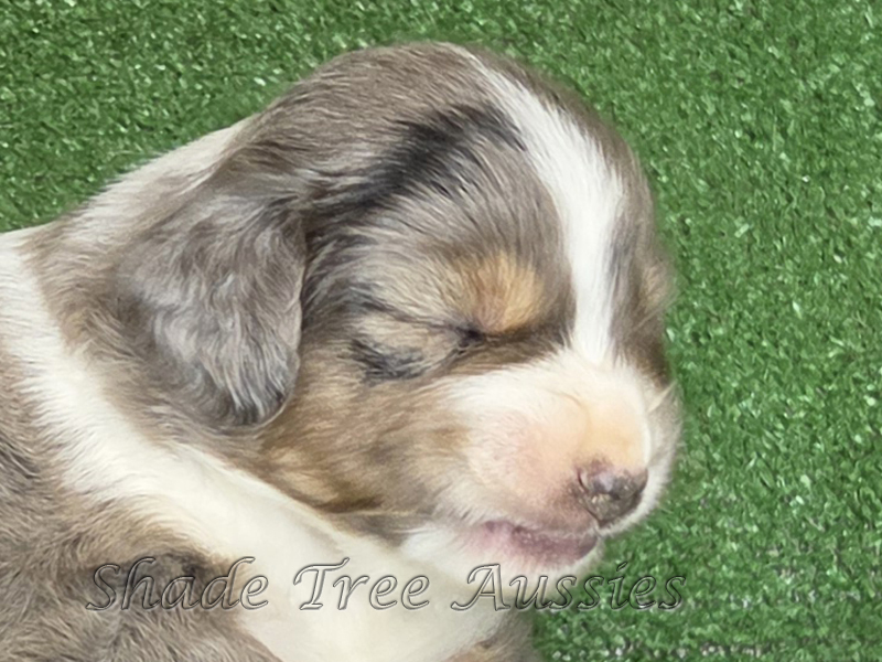 Our only boy, working on his Elvis Priestly half smaile. 