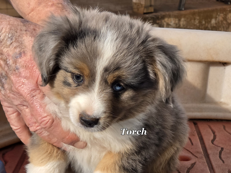Blue merle male large Toy or small mini Aussie puppy.