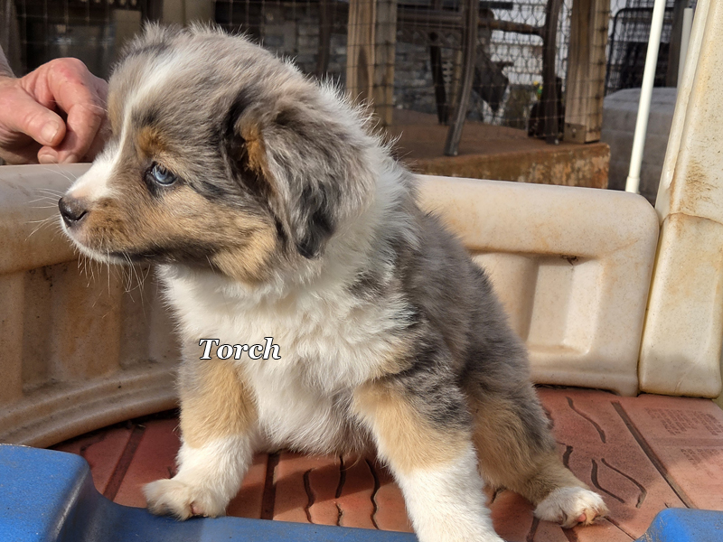 Handsome blue merle male large Toy or small mini Aussie puppy.
