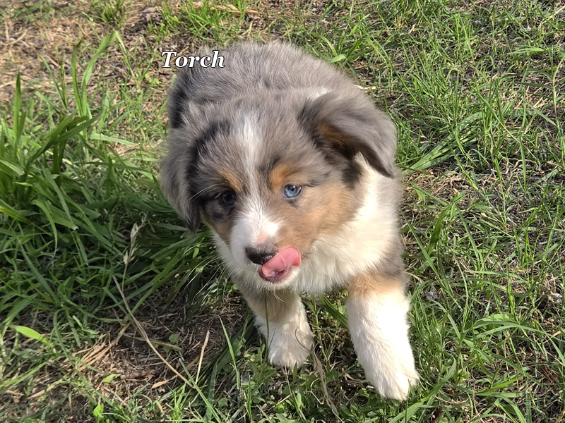 Our only boy, playing hard.