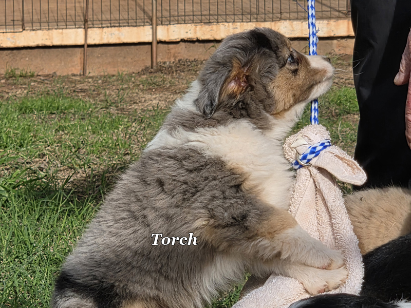 Torch caught the tug.