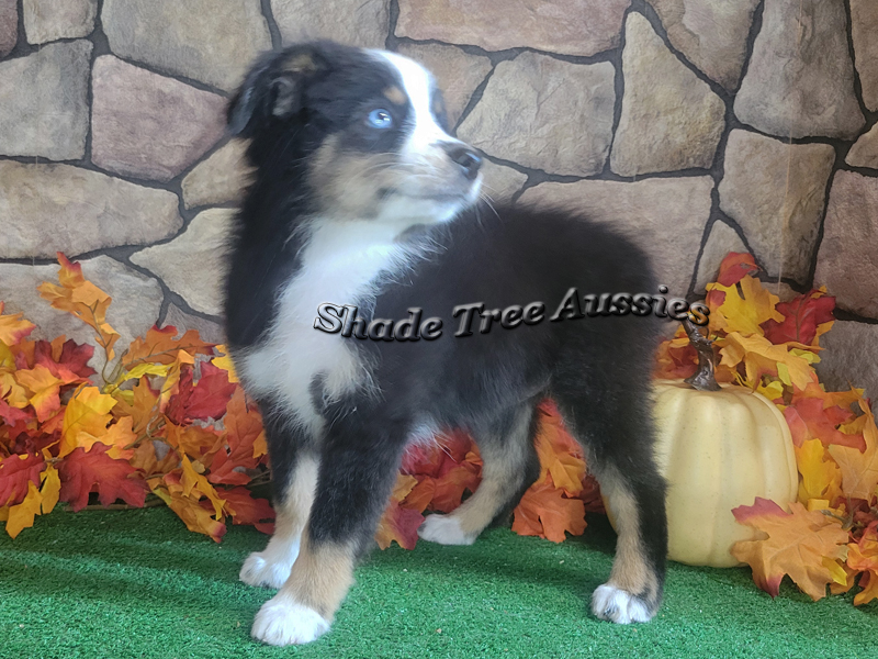 Freckles is a little larger Toy Aussie. She is a fun pet. 