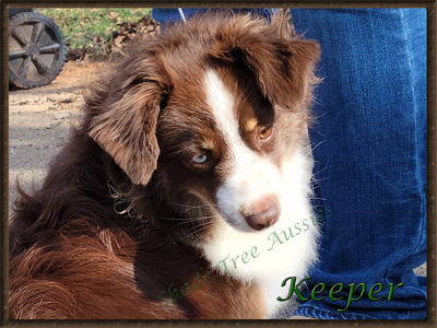 STA Sheza Whiskey Keeper Within know as "Keeper" a red tri female Toy Australian Shepherd.