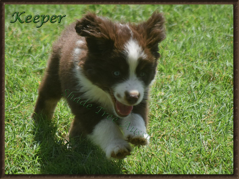 Shade Tree Aussies Keeper getting some exercise on a warm day.