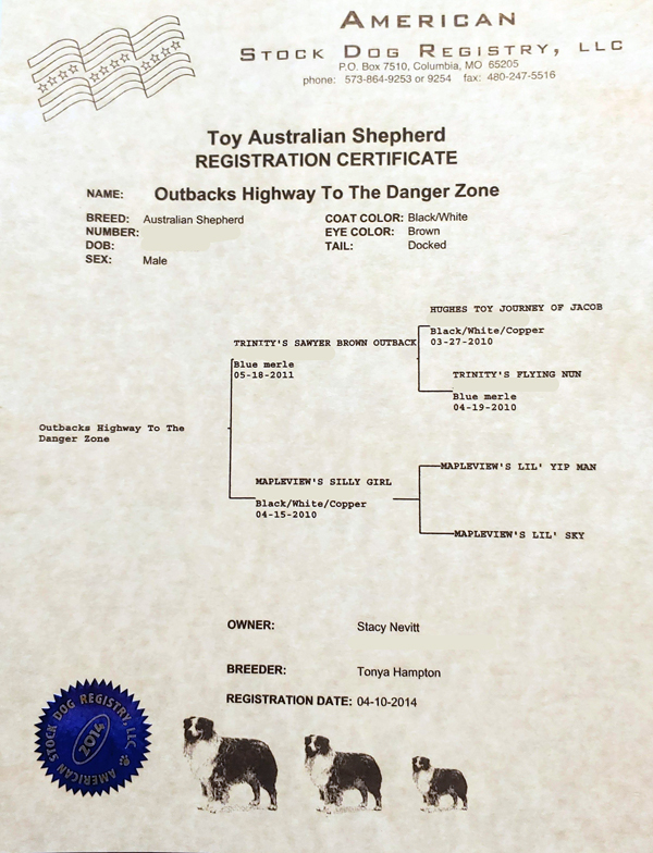 Outbacks Highway To The Danger Zone "Kibo" American Stock Dog Registration certificate. 