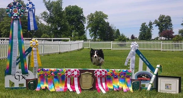 Kibo with his CPE Nationals awards.