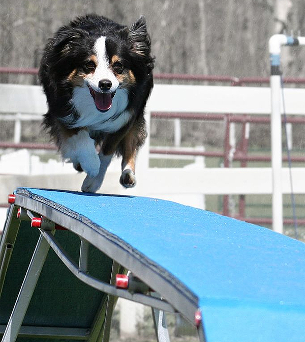 Kibo is always happy. Check out the big beautiful smile as he speeds over the dog walk.