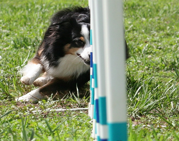 Kibo showing off his perfect form and lightning fast weaves.