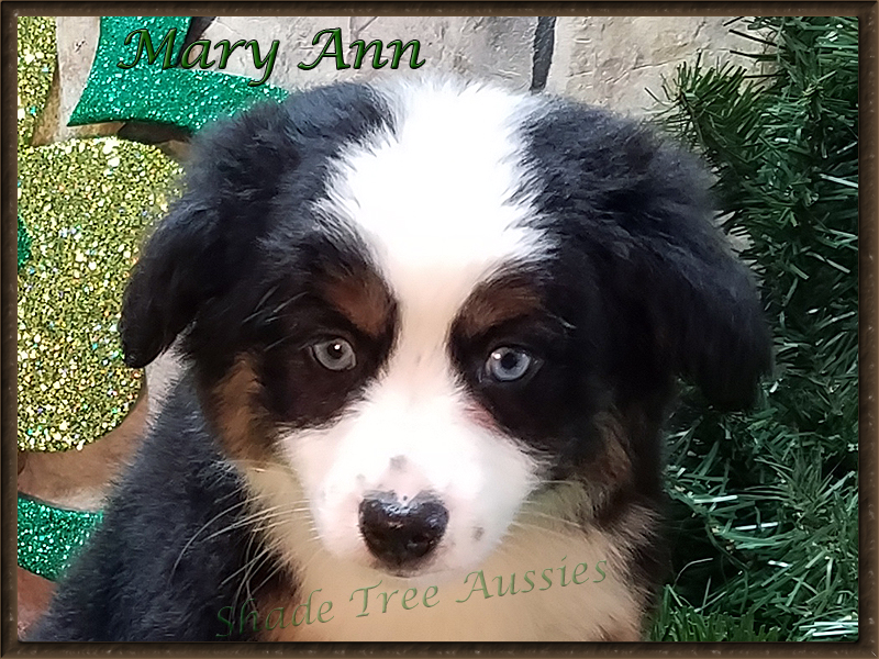 Check out the perfect head on this beautiful Toy Aussie female.