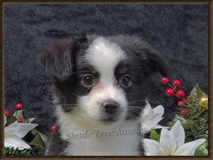Raf is a black tri male Toy to Small Mini Aussie for sale.