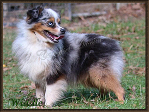 Carousel Aussies Circle5 Widdle Blue Flame a blue merle Toy Australian Shepherd.