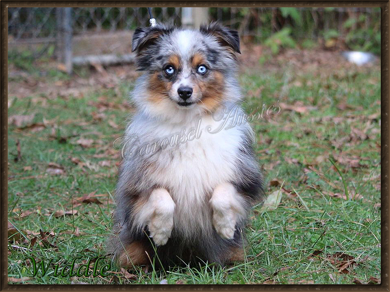 Even with a docked tail he has mastered sit up.