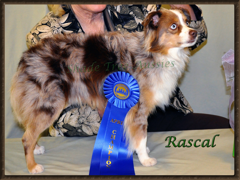 Rascal winning his first Championship title at America's Pet Registry, Inc.