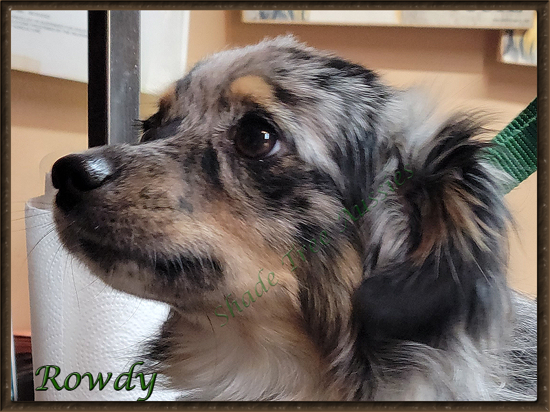 Rowdy is starting to look more like an adult all the time. Rowdy is starting to look more like an adult all the time.