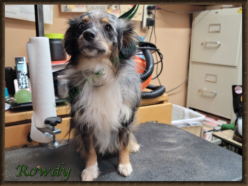 STA Hez Not So Rowdy blue merle male Toy Australian Shepherd a little over a year old.