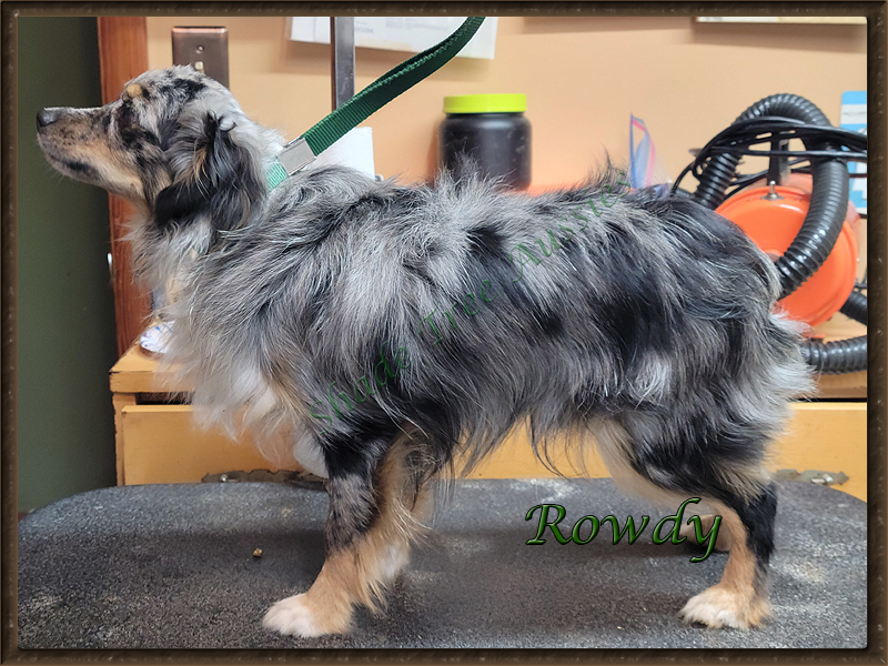 STA Hez Not So Rowdy blue merle male Toy Australian Shepherd a little over a year old.