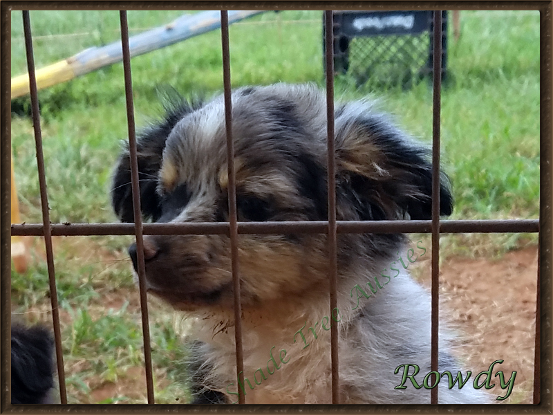 Rowdy after finding the only water puddle in the yard. Rowdy after finding the only water puddle in the yard.