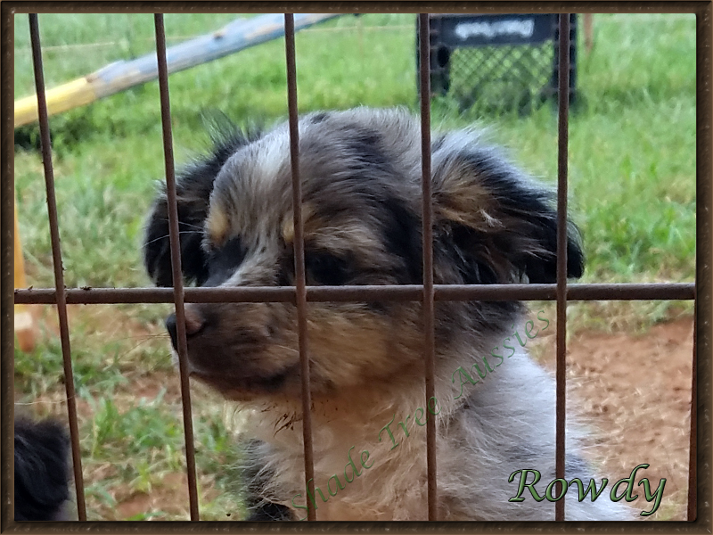 Rowdy after finding the only water puddle in the yard. 