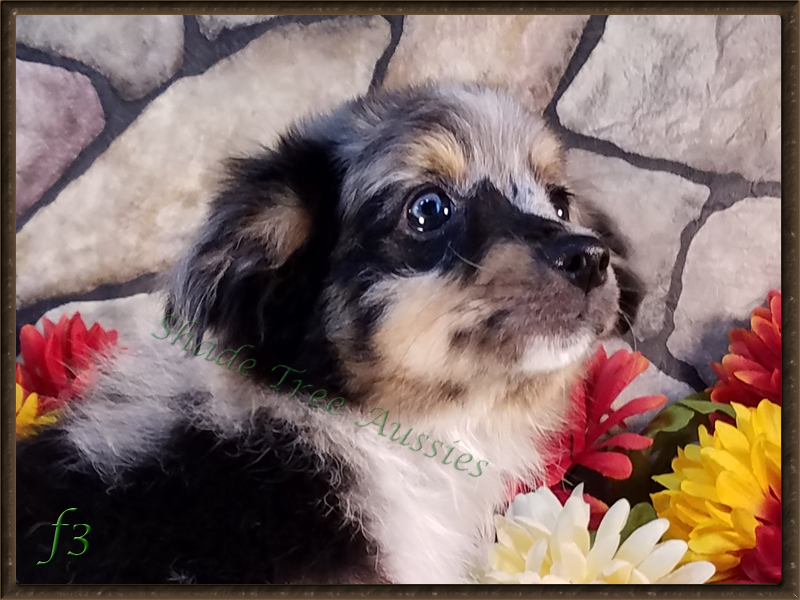 STA Hez Not So Rowdy a blue merle male Toy Australian Shepherd at 3 months old.