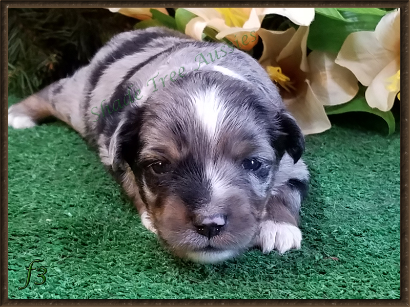 Rowdy shown at 2 weeks old. Rowdy shown at 2 weeks old.